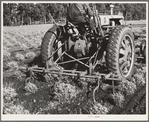 Salinas, California. Intercontinental Rubber Producers cultivating two-year guayule plants. Guayule grows wild in parts of Texas, Arizona, and Mexico. The only cultivated fields of guayule are at Salinas