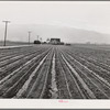 Salinas, California. Young lettuce