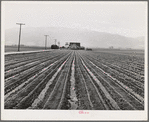 Salinas, California. Young lettuce