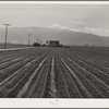 Salinas, California. Young lettuce