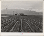 Salinas, California. Young lettuce