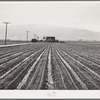 Salinas, California. Young lettuce