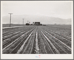 Salinas, California. Young lettuce