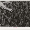 Salinas, California. Intercontinental Rubber Producers. Guayule seedlings in the nursery