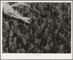 Salinas, California. Intercontinental Rubber Producers. Guayule seedlings in the nursery