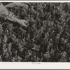 Salinas, California. Intercontinental Rubber Producers. Guayule seedlings in the nursery