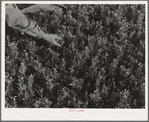 Salinas, California. Intercontinental Rubber Producers. Guayule seedlings in the nursery