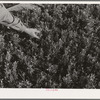 Salinas, California. Intercontinental Rubber Producers. Guayule seedlings in the nursery