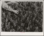 Salinas, California. Intercontinental Rubber Producers. Guayule seedlings in the nursery