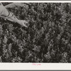 Salinas, California. Intercontinental Rubber Producers. Guayule seedlings in the nursery