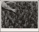 Salinas, California. Intercontinental Rubber Producers. Guayule seedlings in the nursery