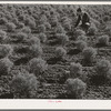 Salinas, California. Intercontinental Rubber Producers. Two-year-old guayule plants. At two years, the guayule contains about nine percent rubber of dry weight. To supply the emergency needs for rubber, these shrubs would have to be planted closer