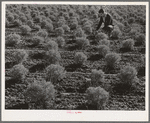 Salinas, California. Intercontinental Rubber Producers. Two-year-old guayule plants. At two years, the guayule contains about nine percent rubber of dry weight. To supply the emergency needs for rubber, these shrubs would have to be planted closer