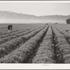 Salinas, California. Intercontinental Rubber Producers. Four-year-old guayule plants. An acre of mature shrubs will yield from 1800 to 2500 pounds of rubber