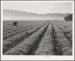 Salinas, California. Intercontinental Rubber Producers. Four-year-old guayule plants. An acre of mature shrubs will yield from 1800 to 2500 pounds of rubber