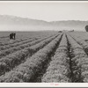 Salinas, California. Intercontinental Rubber Producers. Four-year-old guayule plants. An acre of mature shrubs will yield from 1800 to 2500 pounds of rubber