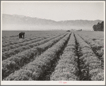 Salinas, California. Intercontinental Rubber Producers. Four-year-old guayule plants. An acre of mature shrubs will yield from 1800 to 2500 pounds of rubber