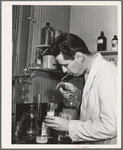 Salinas, California. Intercontinental Rubber Producers. Harry Baucher, head chemist, works in the company laboratory on deresinating tests. With deresinating equipment now under construction at the Salinas farm, rubber from guayule will be suitable for