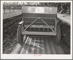 Salinas, California. Intercontinental Rubber Producers. Guayule planter. Seeds mixed with sawdust are planted by this machine which also distributes a thin stream of sand over the seeds. This is a nursery operation. Seedlings sprout in a few days, grow in