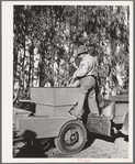 Salinas, California. Intercontinental Rubber Producers. Pouring sand into the planter used in the guayule nursery