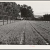 Salinas, California. Intercontinental Rubber Producers. Guayule nursery. Irrigation pipes are in elevated positions throughout the nursery. While irrigation is required in the nursery, none is needed in the fields
