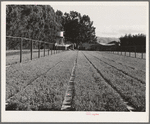 Salinas, California. Intercontinental Rubber Producers. Guayule nursery. Irrigation pipes are in elevated positions throughout the nursery. While irrigation is required in the nursery, none is needed in the fields