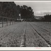 Salinas, California. Intercontinental Rubber Producers. Guayule nursery. Irrigation pipes are in elevated positions throughout the nursery. While irrigation is required in the nursery, none is needed in the fields