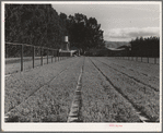 Salinas, California. Intercontinental Rubber Producers. Guayule nursery. Irrigation pipes are in elevated positions throughout the nursery. While irrigation is required in the nursery, none is needed in the fields