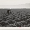 Salinas, California. Intercontinental Rubber Producers. Four-year-old guayule shrubs. Guayule requires from seven to fifteen inches of rainfall annually, ten inches being ideal for successful cultivation