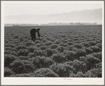 Salinas, California. Intercontinental Rubber Producers. Four-year-old guayule shrubs. Guayule requires from seven to fifteen inches of rainfall annually, ten inches being ideal for successful cultivation