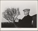 Salinas, California. Intercontinental Rubber Producers. Dr. William B. McCallum, manager who had been with the company since 1910 and is reputed to be the world's outstanding expert in guayule culture