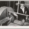 Salinas, California. Intercontinental Rubber Producers. Guayule shrubs go through a chopper in the laboratory. In commercial operations the shrub is harvested and chopped by one machine before going to the factory for rubber extraction
