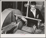 Salinas, California. Intercontinental Rubber Producers. Guayule shrubs go through a chopper in the laboratory. In commercial operations the shrub is harvested and chopped by one machine before going to the factory for rubber extraction