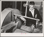 Salinas, California. Intercontinental Rubber Producers. Guayule shrubs go through a chopper in the laboratory. In commercial operations the shrub is harvested and chopped by one machine before going to the factory for rubber extraction