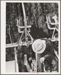 Salinas, California. Intercontinental Rubber Producers. The man on the machine is transplanting guayule seedlings into the field