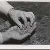 Salinas, California. Intercontinental Rubber Producers. "Worms," the form that guayule takes after being chopped and crushed and put in settling tanks