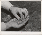 Salinas, California. Intercontinental Rubber Producers. "Worms," the form that guayule takes after being chopped and crushed and put in settling tanks