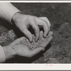 Salinas, California. Intercontinental Rubber Producers. "Worms," the form that guayule takes after being chopped and crushed and put in settling tanks