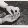 Salinas, California. Intercontinental Rubber Producers. "Worms," the form that guayule takes after being chopped and crushed and put in settling tanks