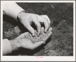 Salinas, California. Intercontinental Rubber Producers. "Worms," the form that guayule takes after being chopped and crushed and put in settling tanks