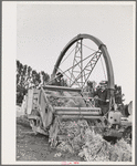 Salinas, California. Intercontinental Rubber Producers. Demonstration of combined harvester and chopper of guayule. This machine was designed and built by the company