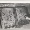 Salinas, California. Intercontinental Rubber Producers. Guayule seedlings in nursery to be used in seed propagation tests