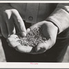 Salinas, California. Intercontinental Rubber Producers. Guayule "worms"