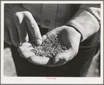 Salinas, California. Intercontinental Rubber Producers. Guayule "worms"