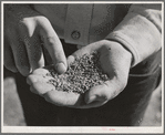 Salinas, California. Intercontinental Rubber Producers. Guayule "worms"