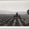 Salinas, California. Intercontinental Rubber Producers. Cultivating two-year-old guayule plants. This is the only place in the world where guayule is now cultivated