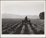 Salinas, California. Intercontinental Rubber Producers. Cultivating two-year-old guayule plants. This is the only place in the world where guayule is now cultivated