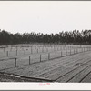 Salinas, California. Intercontinental Rubber Producers. Guayule seedlings in the nursery. Elevated irrigation pipes are installed throughout. There are approximately 70,000 seedlings to the acre in the nursery