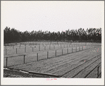 Salinas, California. Intercontinental Rubber Producers. Guayule seedlings in the nursery. Elevated irrigation pipes are installed throughout. There are approximately 70,000 seedlings to the acre in the nursery