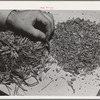 Salinas, California. Intercontinental Rubber Producers. Chopped and crushed guayule. The shrub is treated like this before going through various rollers in the factory in the process of rubber extraction